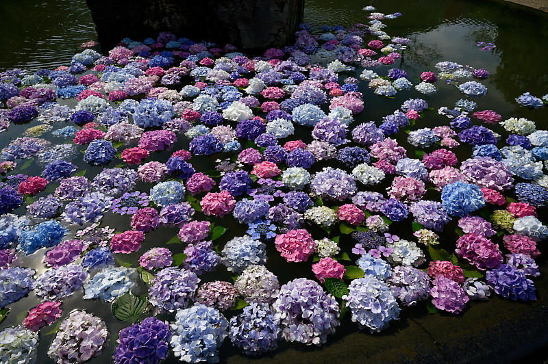 紫陽花@久安寺　其の一_f0032011_19124377.jpg