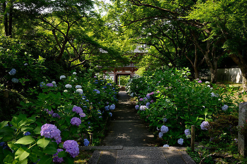 紫陽花@久安寺　其の一_f0032011_19135654.jpg