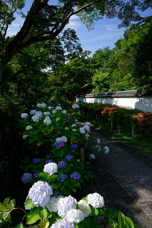 紫陽花@久安寺 其の一_f0032011_19135679.jpg