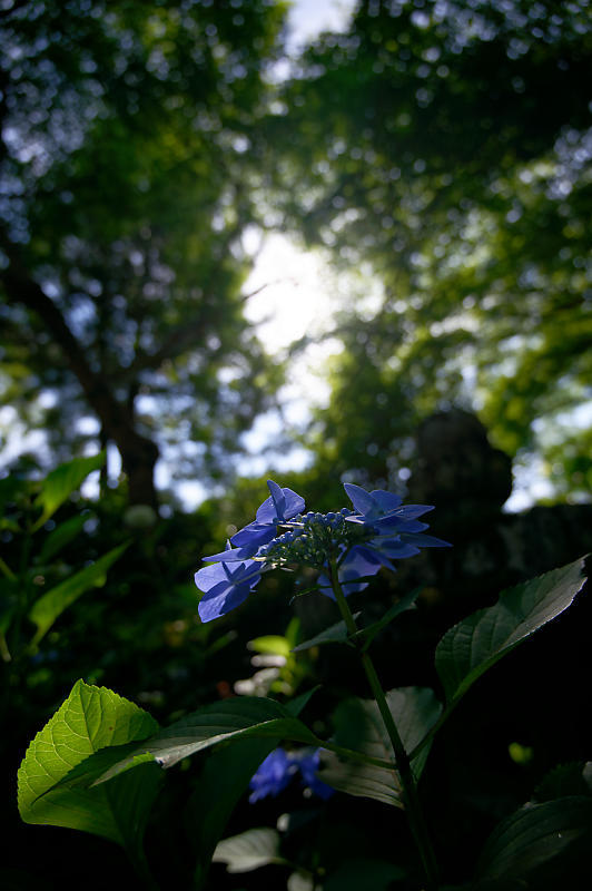 紫陽花@久安寺　其の一_f0032011_19135714.jpg