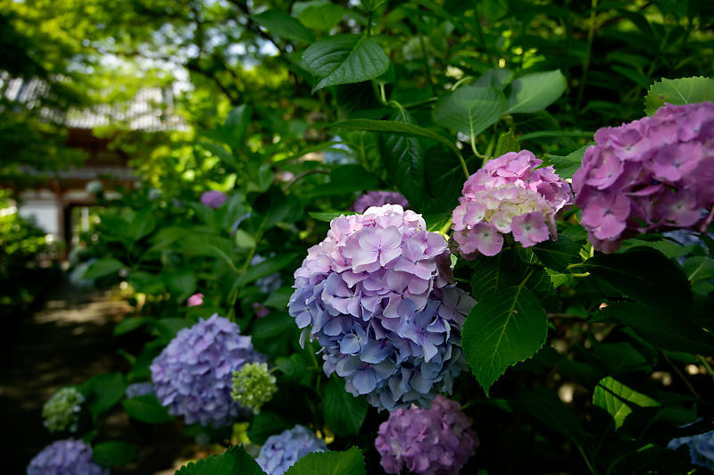 紫陽花@久安寺 其の一_f0032011_19135786.jpg