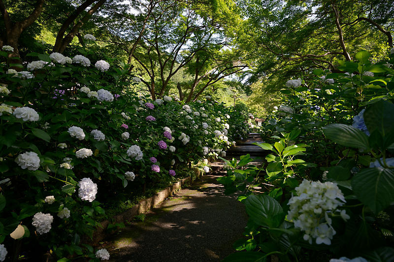 紫陽花@久安寺　其の一_f0032011_19135818.jpg