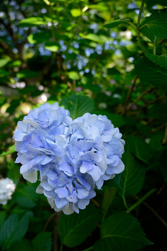 紫陽花@久安寺　其の一_f0032011_19135841.jpg