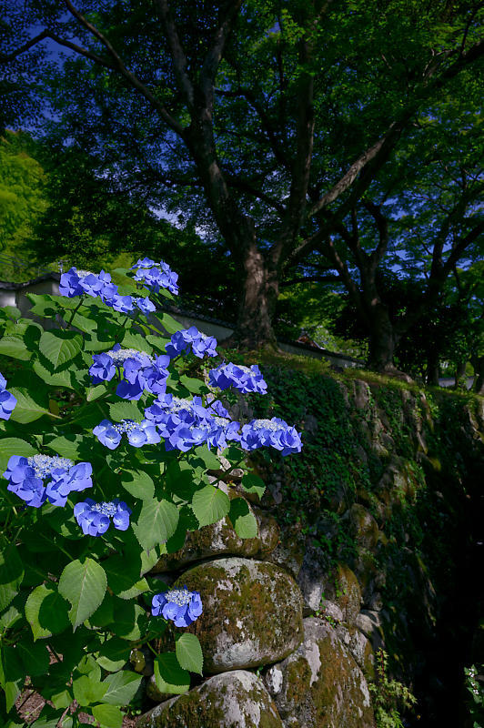 紫陽花@久安寺 其の一_f0032011_19135878.jpg