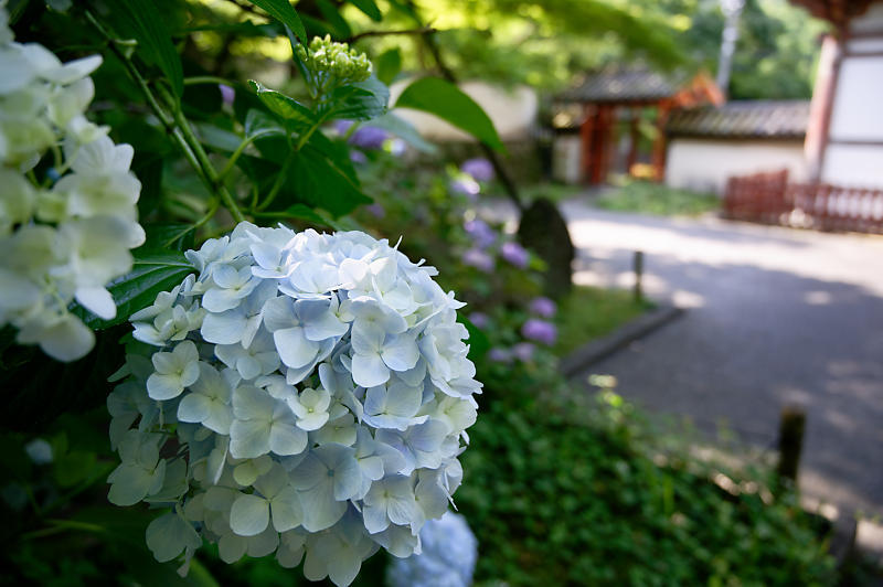 紫陽花@久安寺 其の一_f0032011_19153100.jpg