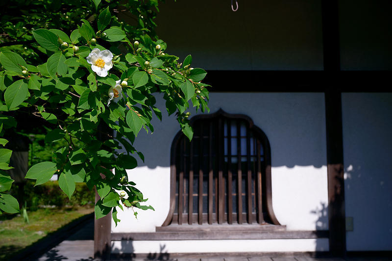 紫陽花@久安寺 其の二_f0032011_20182567.jpg