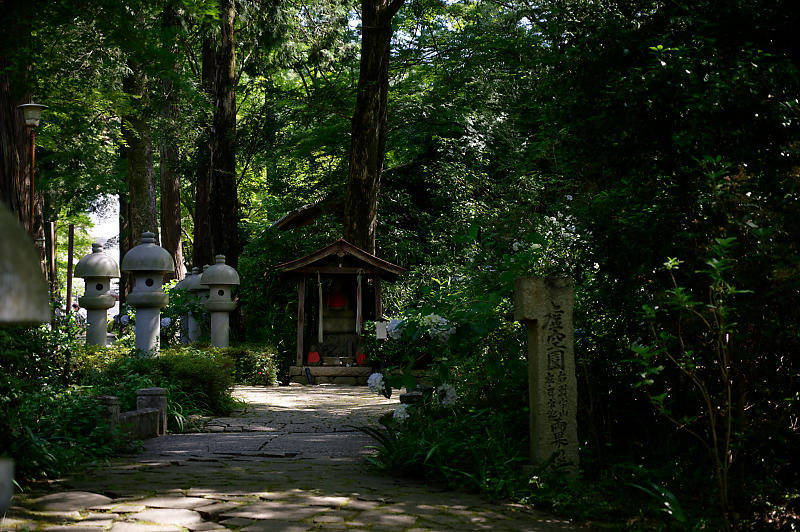 紫陽花@久安寺 其の二_f0032011_20182616.jpg