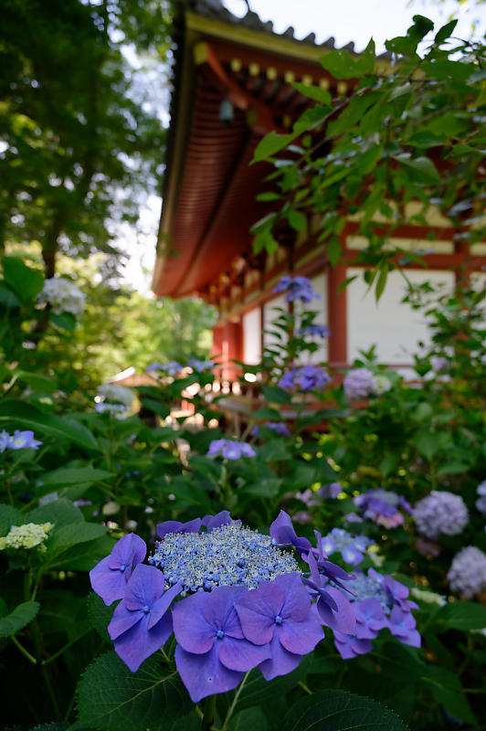 紫陽花@久安寺 其の二_f0032011_20182617.jpg
