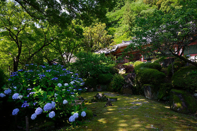紫陽花@久安寺 其の二_f0032011_20182631.jpg