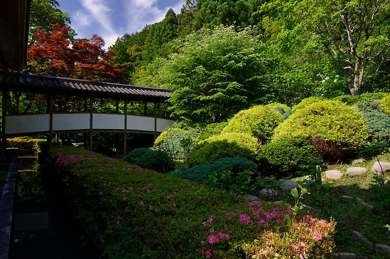 紫陽花@久安寺 其の二_f0032011_20182695.jpg