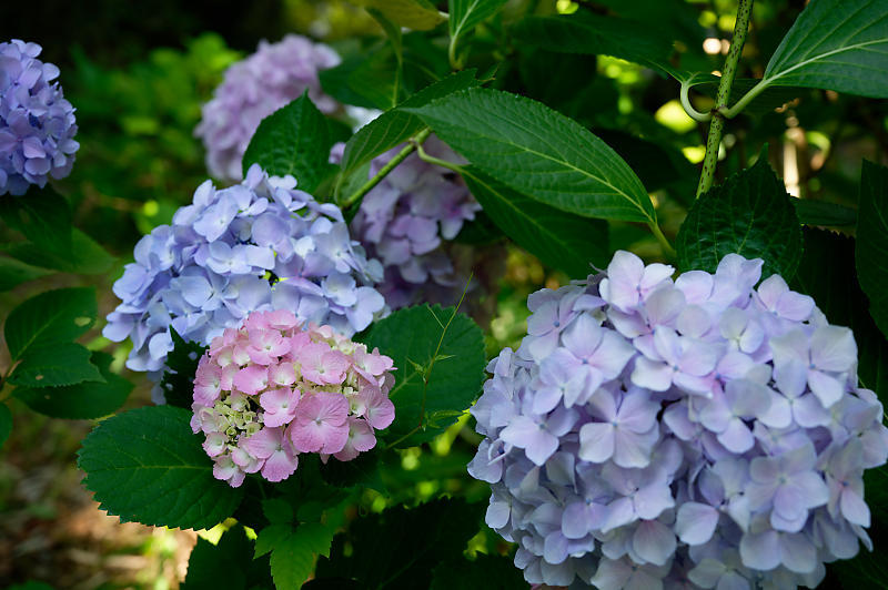 紫陽花@久安寺 其の二_f0032011_20182697.jpg