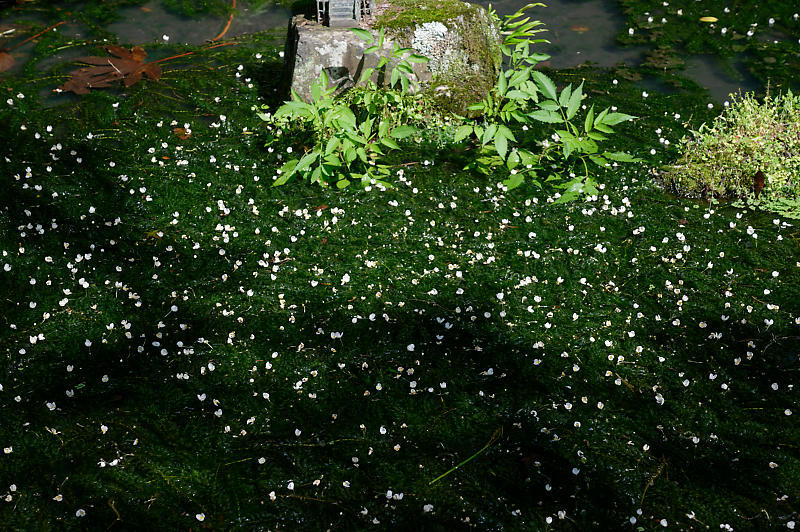 紫陽花@久安寺 其の二_f0032011_20210414.jpg