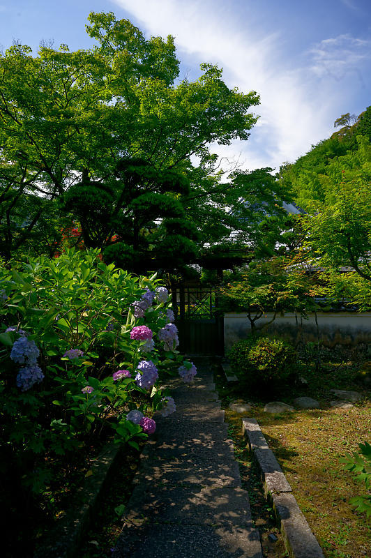 紫陽花@久安寺 其の二_f0032011_20210473.jpg