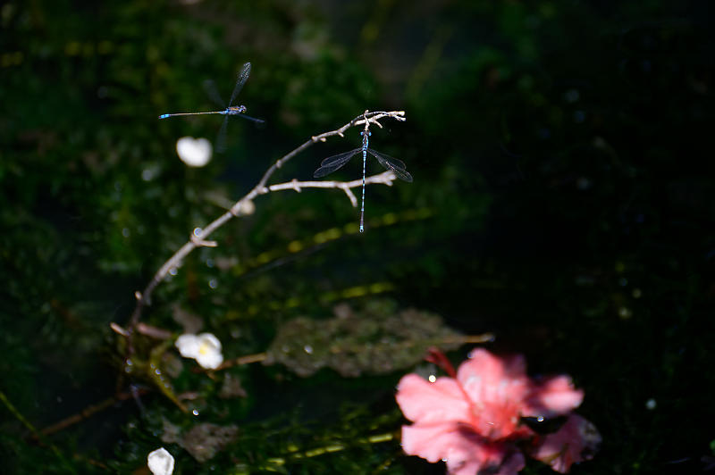 紫陽花@久安寺 其の二_f0032011_20210536.jpg
