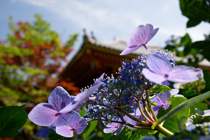 紫陽花@久安寺 其の二_f0032011_20210593.jpg