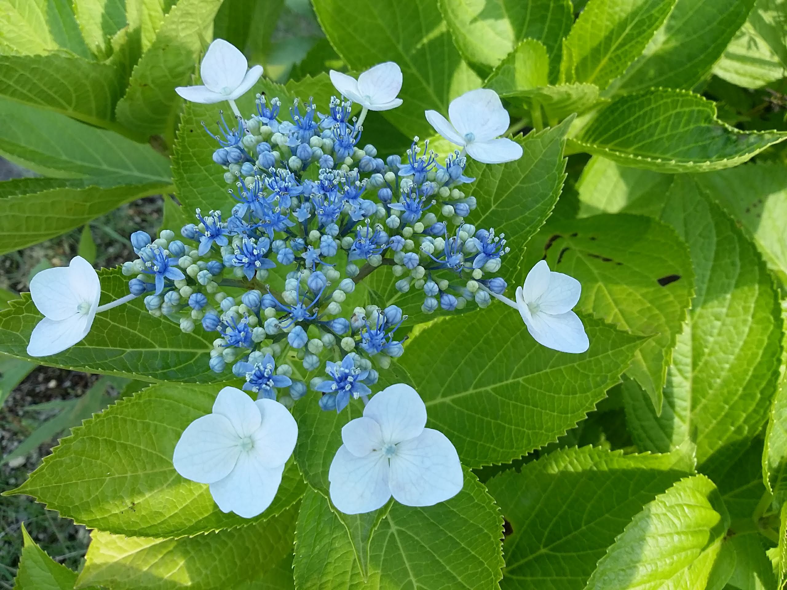 花言葉 永遠の愛 気楽な気分で