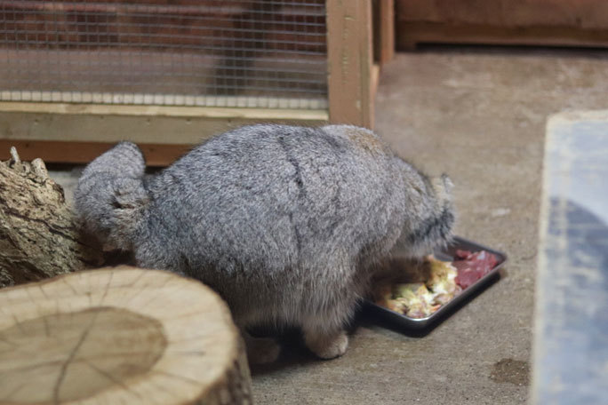 SCZOOのマヌルネコたち～目力のロータスとお食事オリーヴァ（September 2019）_b0355317_21301293.jpg