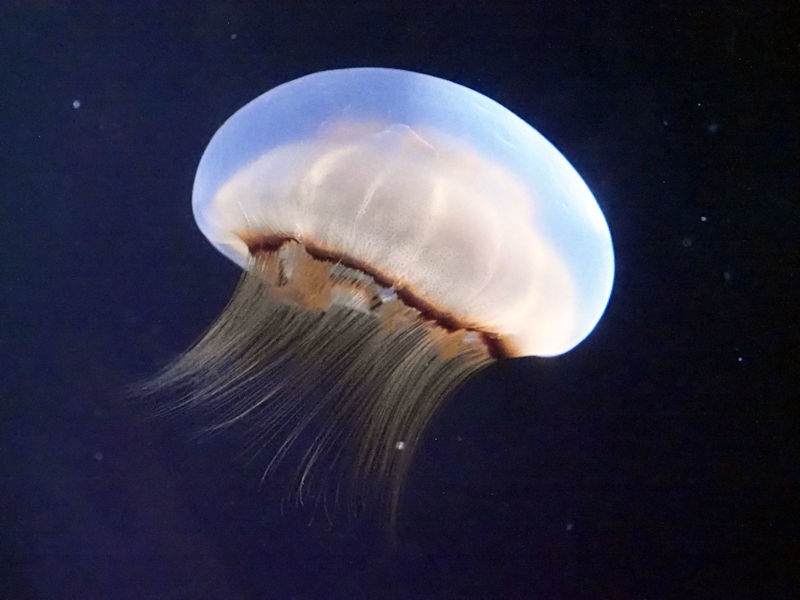 加茂水族館のクラゲたち（1）_f0224624_22335413.jpg