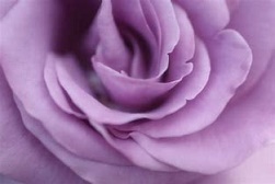 「第7チャクラ」_b0211926_10011057.jpg