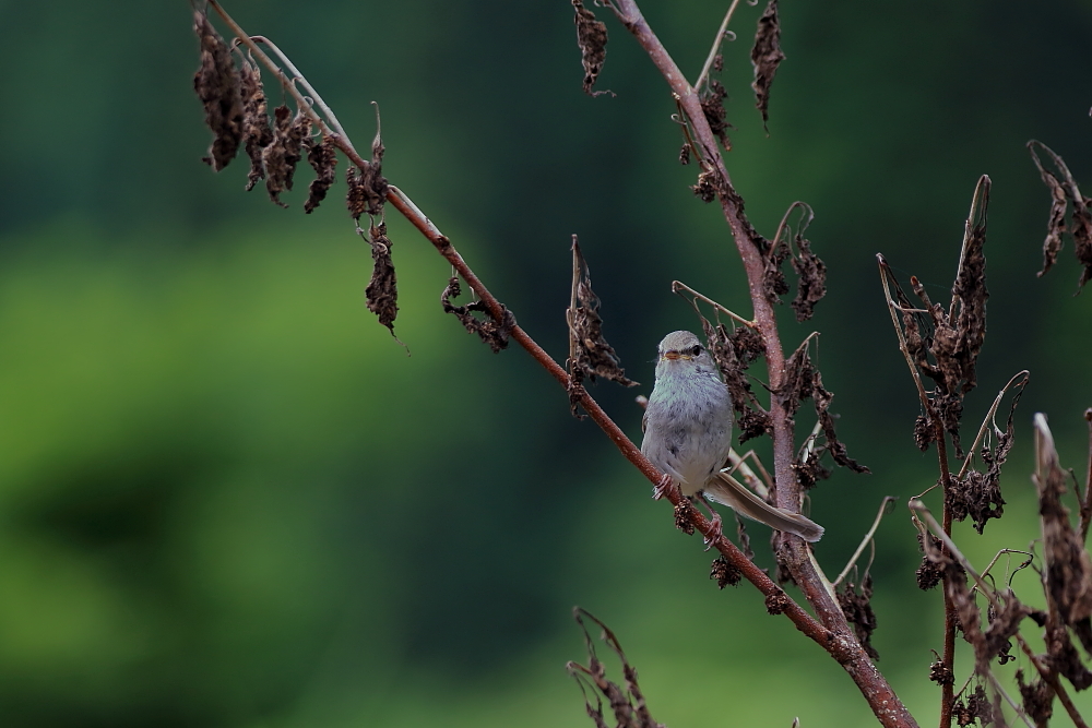 鳥の成木①【ノジコ・ウグイス・サンコウチョウ】_b0113228_7252273.jpg