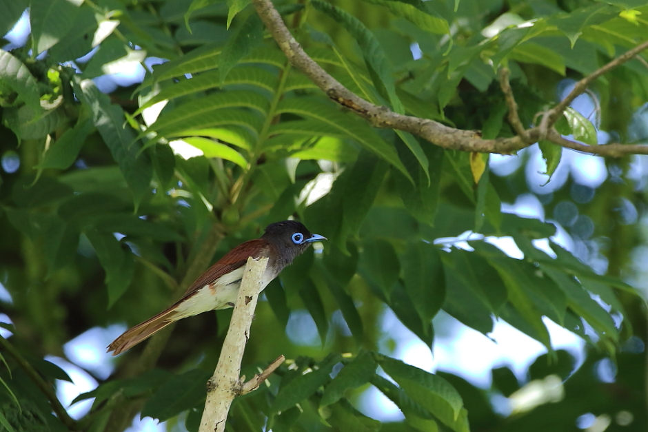 鳥の成木①【ノジコ・ウグイス・サンコウチョウ】_b0113228_731397.jpg