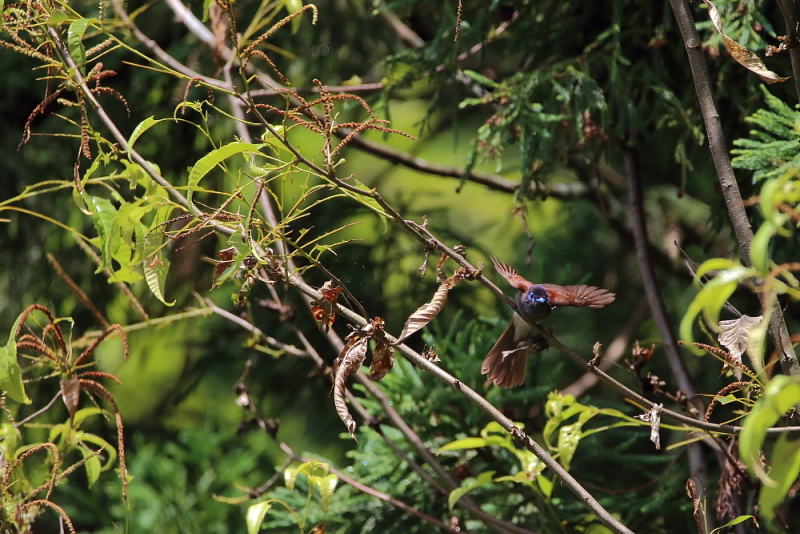 鳥の成木①【ノジコ・ウグイス・サンコウチョウ】_b0113228_734561.jpg