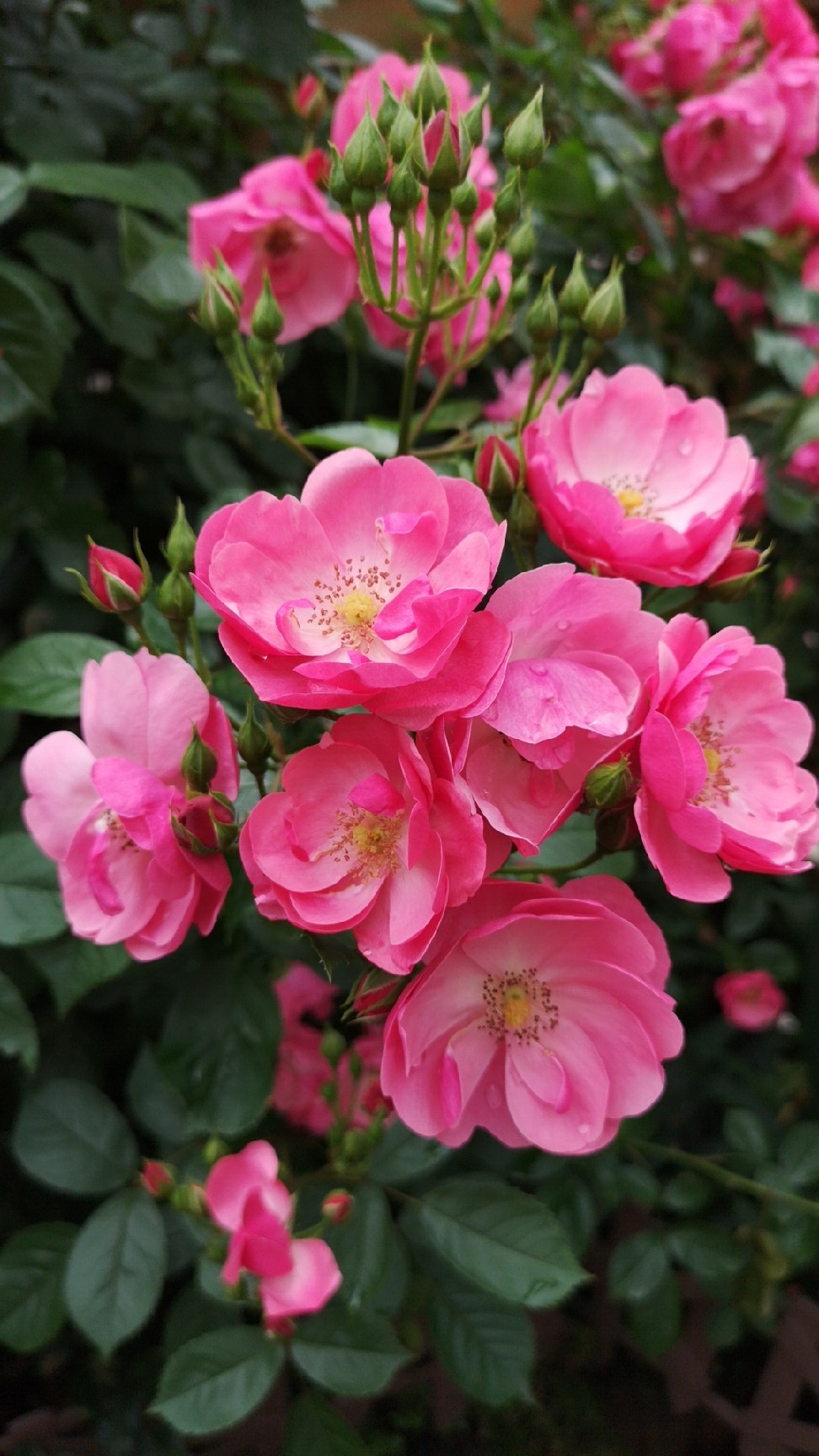 庭の薔薇の香を楽しむゆず隊長_d0211229_23470707.jpg