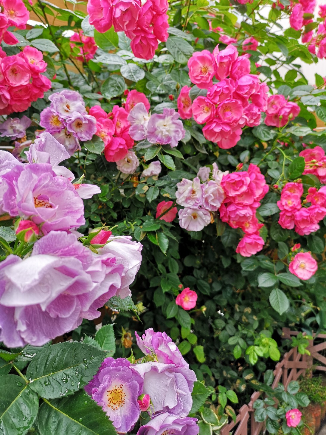 庭の薔薇の香を楽しむゆず隊長_d0211229_23470729.jpg