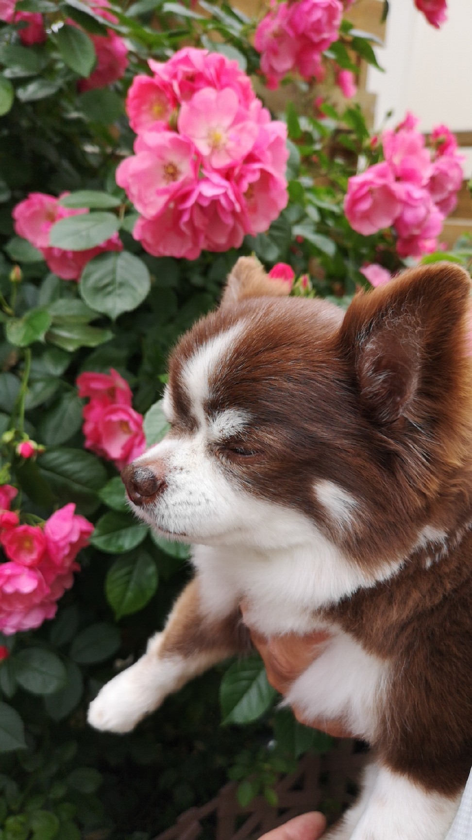 庭の薔薇の香を楽しむゆず隊長_d0211229_23470752.jpg