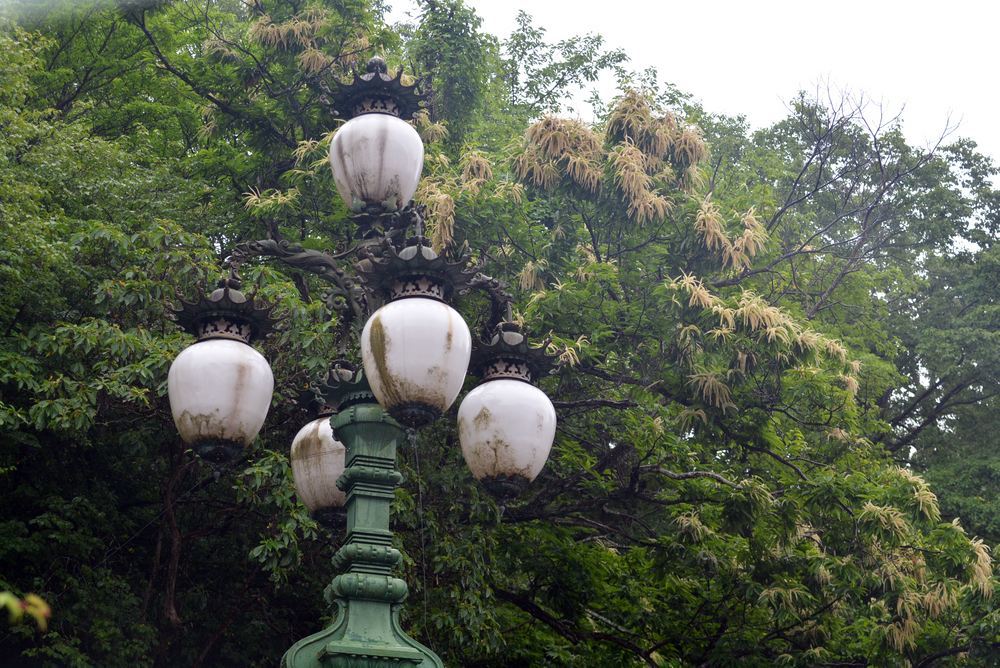 栗の花_e0373930_21232711.jpg
