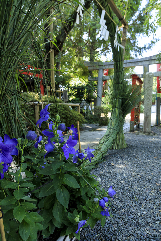 夏越の大祓　茅の輪くぐり（平野神社・白峯神宮・水火天満宮・上御霊神社・ゑびす神社）_f0155048_0335344.jpg