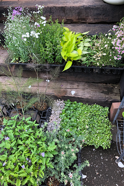 *花苗入荷しています *_e0159050_06175673.jpeg