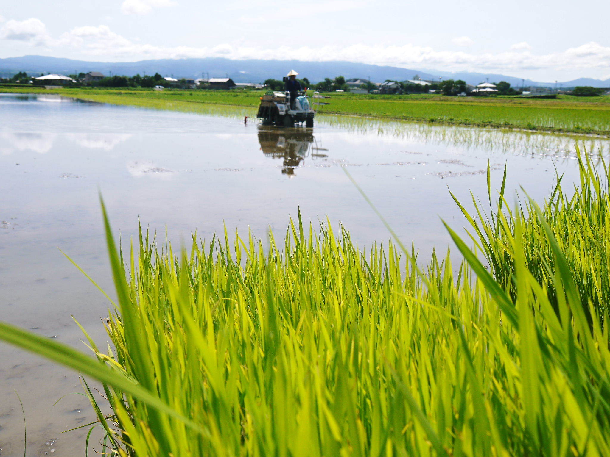 砂田のこだわりれんげ米 田植えの様子(2020) 前編:今年も変わらずれんげを有機肥料にした田んぼです_a0254656_17074305.jpg