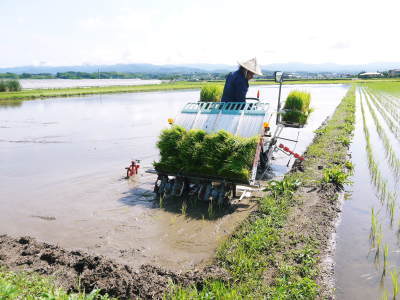 砂田のこだわりれんげ米 田植えの様子(2020) 前編:今年も変わらずれんげを有機肥料にした田んぼです_a0254656_17285361.jpg