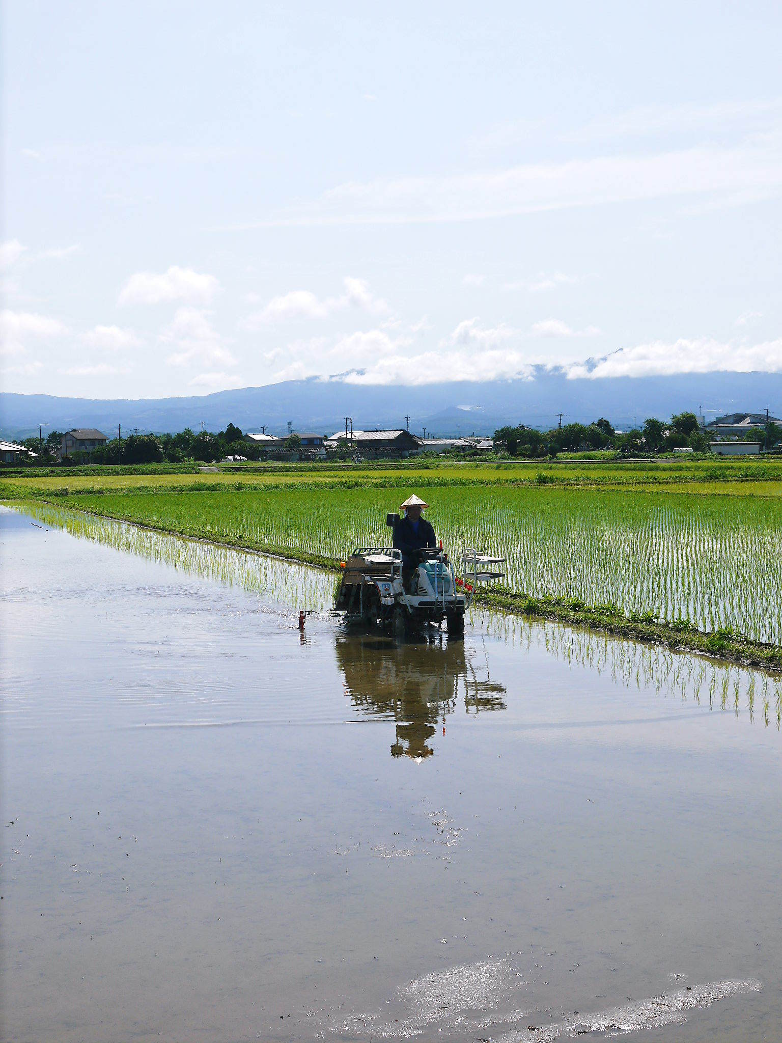 砂田のこだわりれんげ米 田植えの様子(2020) 前編:今年も変わらずれんげを有機肥料にした田んぼです_a0254656_17313207.jpg