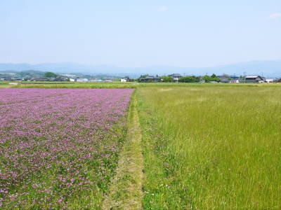 砂田のこだわりれんげ米 田植えの様子(2020) 前編:今年も変わらずれんげを有機肥料にした田んぼです_a0254656_17371321.jpg