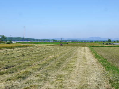 熊本県菊池市七城町『砂田のこだわりれんげ米』 今年も元気に成長中!成長の様子2020_a0254656_17412347.jpg