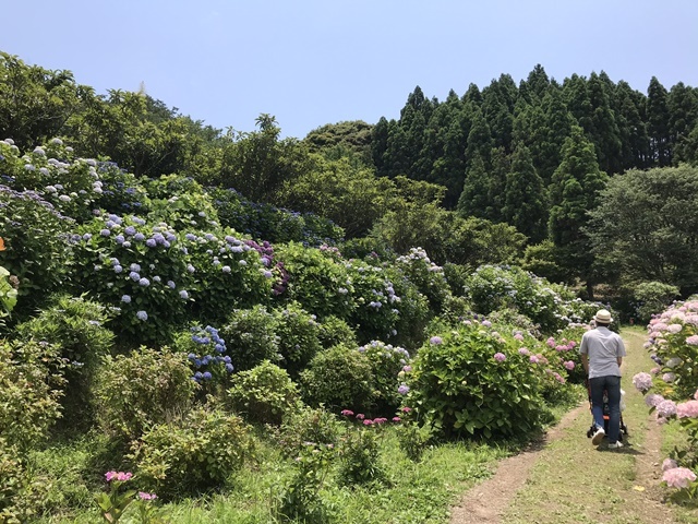 淡路島あじさい園 国営明石海峡公園 A コッカーねね 音音 エレン リズム 音音 みおん 美音 のhappy Life