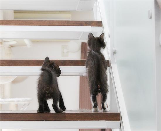 子猫と階段_a0389088_02413876.jpg