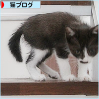 子猫と階段_a0389088_02413884.jpg
