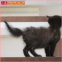 子猫と階段_a0389088_02413898.jpg