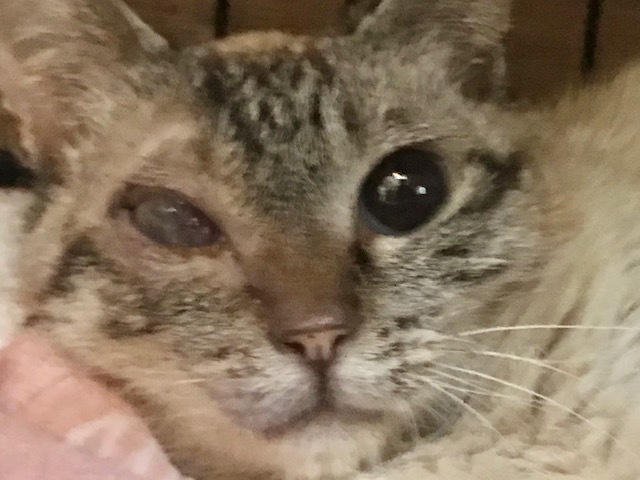 ちかこちゃんも退院してきました!_f0242002_18300392.jpg