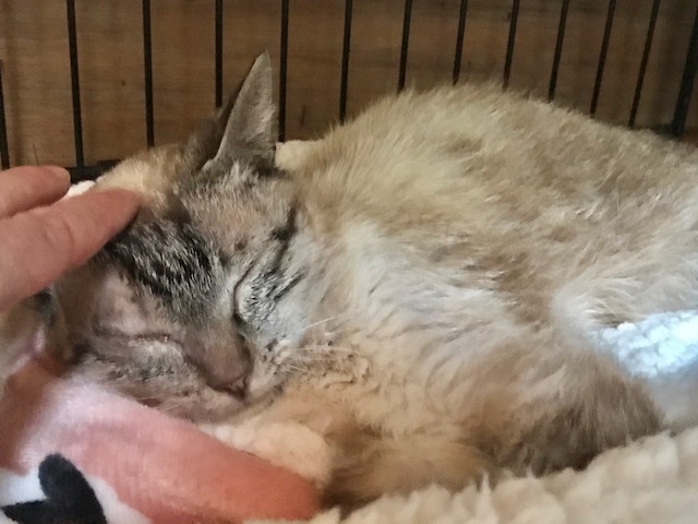 ちかこちゃんも退院してきました!_f0242002_18301033.jpg