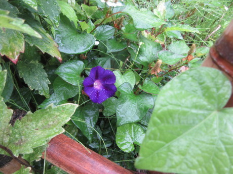 複写はがきというもの・今日の花など_a0203003_07565796.jpg