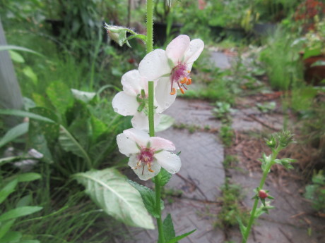 複写はがきというもの・今日の花など_a0203003_07571460.jpg