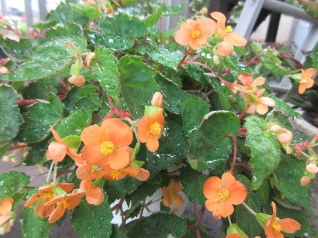 複写はがきというもの・今日の花など_a0203003_07574806.jpg