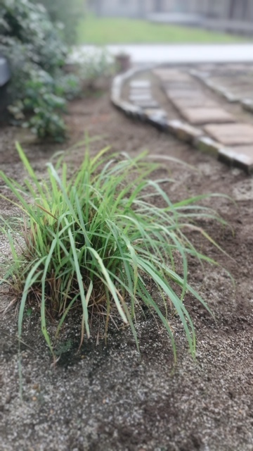 復活するレモングラスとコルジリネレッドスター Natural Gardening 復活するレモングラスとコルジリネレッドスター Natural Gardening
