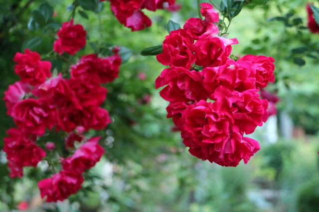 7月のカレンダーとシュシュ、クリムゾンシャワー&#127801;_e0397815_14301055.jpg