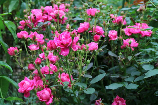 7月のカレンダーとシュシュ、クリムゾンシャワー🌹_e0397815_14353794.jpg