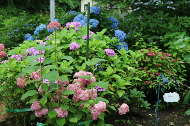 7月のカレンダーとシュシュ、クリムゾンシャワー&#127801;_e0397815_14354383.jpg